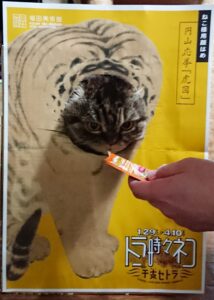 福田美術館の虎パネルを使う猫アンジェレッタ